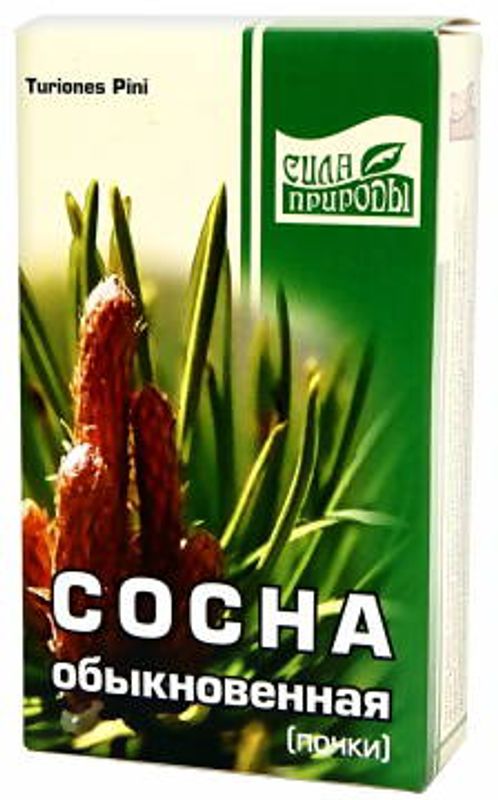 Купить Почку Сосны Оптом